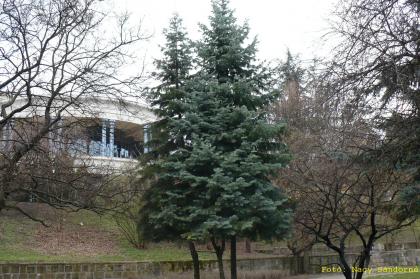 Abies concolor